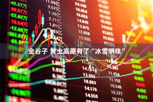 金谷子 黄土高原有了“冰雪明珠”